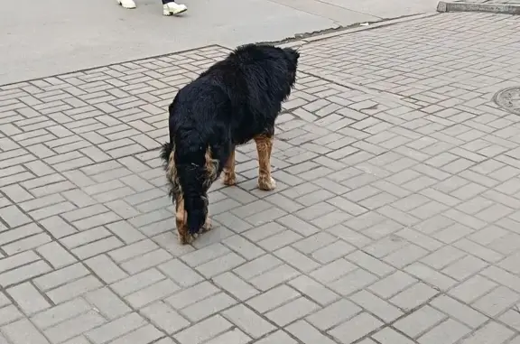 Найденные животные Ростов-на-Дону, фото: Собака найдена: ул. Варфоломеева, 276