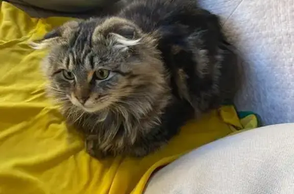 Пропал кот, ул. Б. Кулиева, 23, Дербент