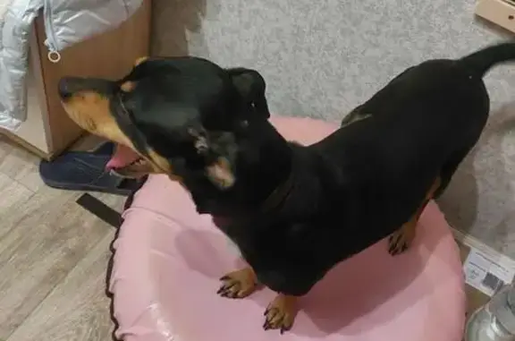 Найдена собака, Кунгур, фото: Найдена собака, ул. Свободы, 38, Кунгур