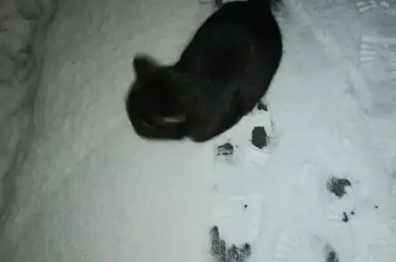 Найдена кошка, Кондопога, фото: Кошка найдена: Карельская 14, Кондопога