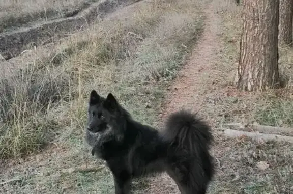 Собаки потеряшки, Борисоглебск, фото: Потеряшка собака, ул. Корнаковского, Борисоглебск