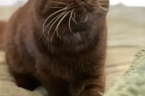 Кошки потеряшки, Ростов-на-Дону, фото: Потеряшка кошка, Фурмановская 28, Ростов