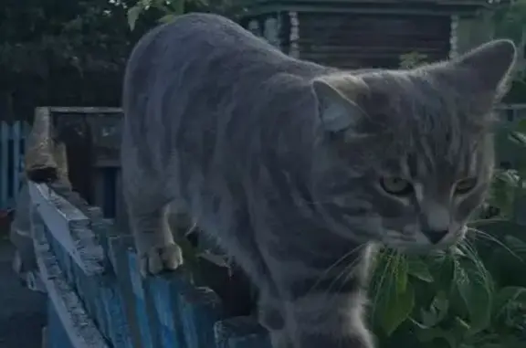 Кошки потеряшки, Белорецк, фото: Потеряшка серый кот, ул. Крупской 57, Белорецк