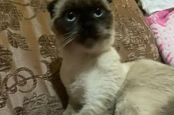 Найдена кошка, Пятигорск, фото: Найдена кошка, Пятигорск