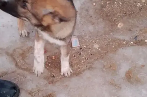 Собака найдена в Селецкой, 1-я улица