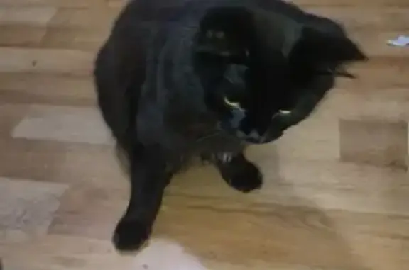 Кошки потеряшки, Сальск, фото: Потеряшка кошка, Одесская ул. 171, Сальск