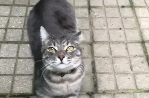 Кошки потеряшки, Афипский, фото: Потеряшка кошка, Афипский