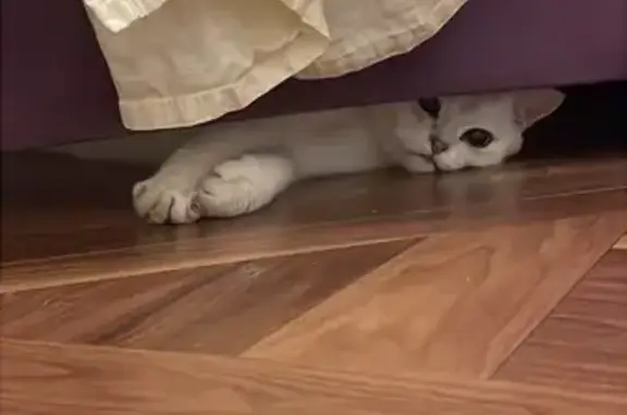 Кошка найдена: Судостроительная 30 к1