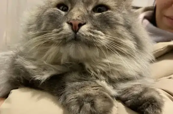 Кошки потеряшки, Отрадное (воронеж), фото: Потеряшка кошка, Садовая ул., 14, Отрадное