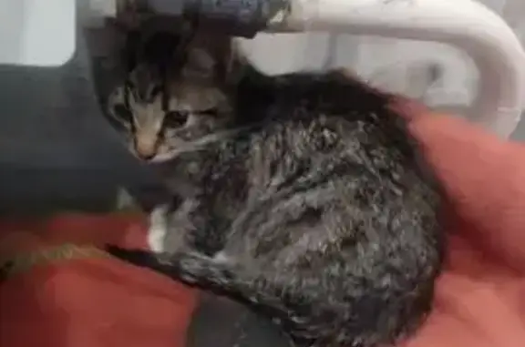 Найдена кошка, Сыктывкар, фото: Найдена кошка, Сыктывкар