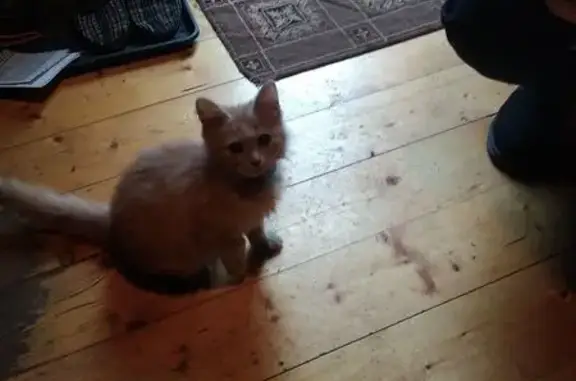 Найдена кошка, Кашира, фото: Найдена кошка в Кашире, МО