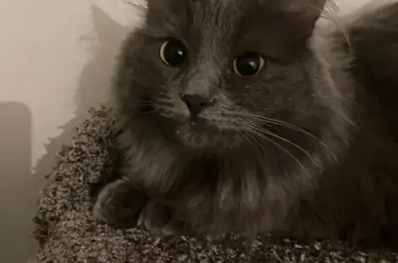 Кошки потеряшки, , фото: Потеряшка кошка, Казань, ул. Славная, 4Д