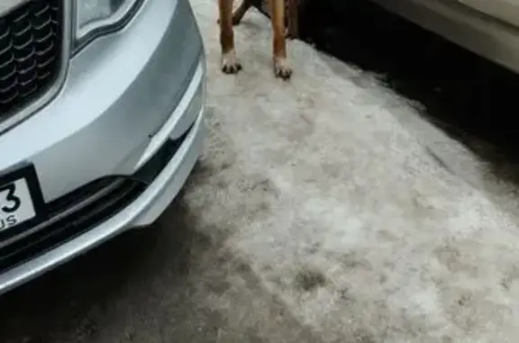 Собака у магазина Бегемот, Тольятти