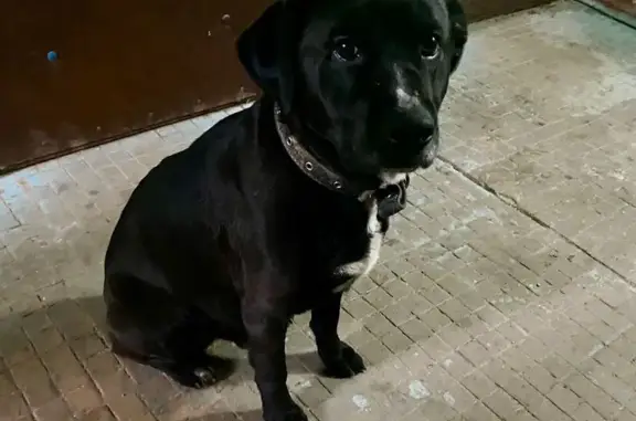 Найдена собака