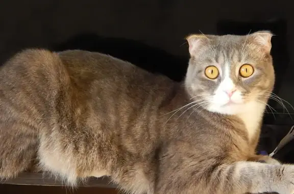 Пропала кошка, Тотьма