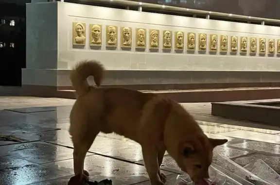 Найдена собака, Сарпинское, фото: Собака найдена: Сарпинское с/п, Калмыкия