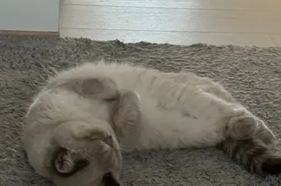 Кошки потеряшки, , фото: Потеряшка кошка