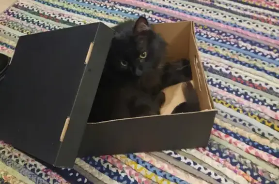 Кошки потеряшки, Шелехов, фото: Потеряшка чёрная кошка, Шелехов, 29