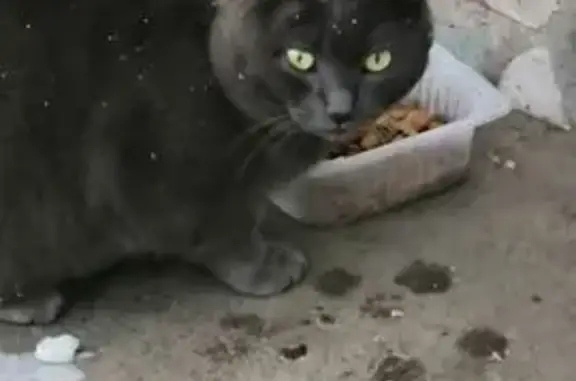 Найдена кошка, Томск, фото: Найдена кошка, Киевская ул. 11, Томск