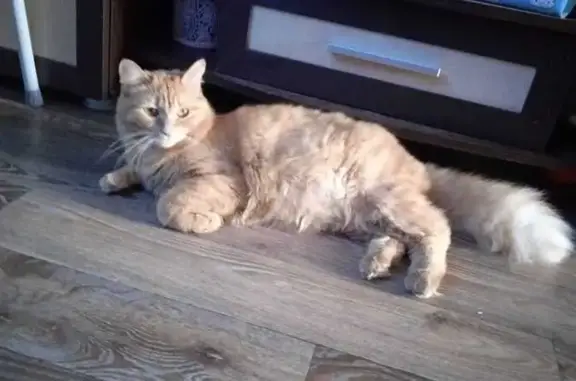 Кошки потеряшки, Новосибирск, фото: Потеряшка кошка, Карская 54, Новосибирск