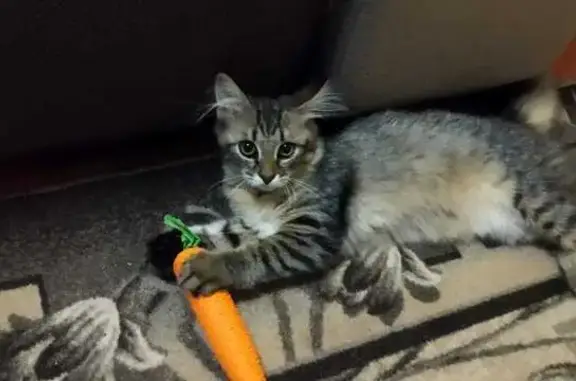 Кошки потеряшки, Суда, фото: Потеряшка кошка, ул. Гагарина, 17А, Суда