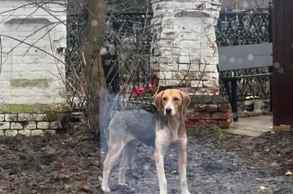 Найдена собака, Войнова Гора, фото: Собака у кладбища, Войново-Гора, Орехово-Зуево