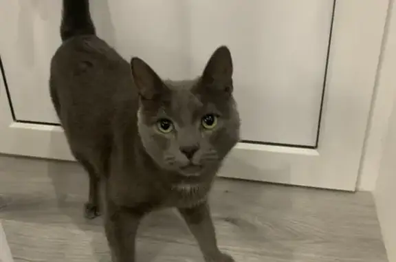 Кошки потеряшки, Дубна, фото: Потеряшка кошка, Дубна