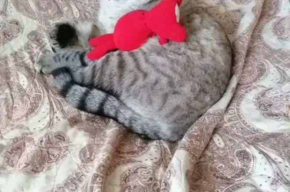 Кошки потеряшки, , фото: Потеряшка кошка