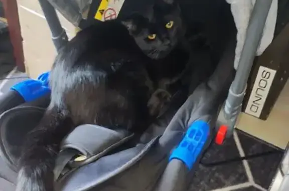 Потерянные животные Саратов, фото: Пропал кот, Высокая ул. 1, Саратов