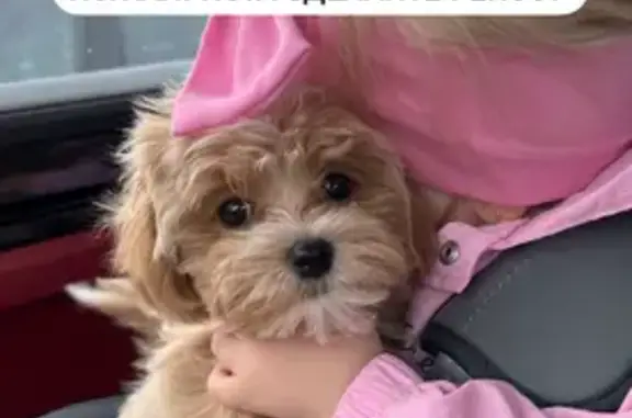 Собаки потеряшки, Казань, фото: Потеряшка собака Сэм, ул. Вишневского, Казань