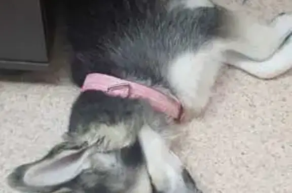 Найдена собака, Дудинка, фото: Щенок найден: Советская ул., 31, Дудинка