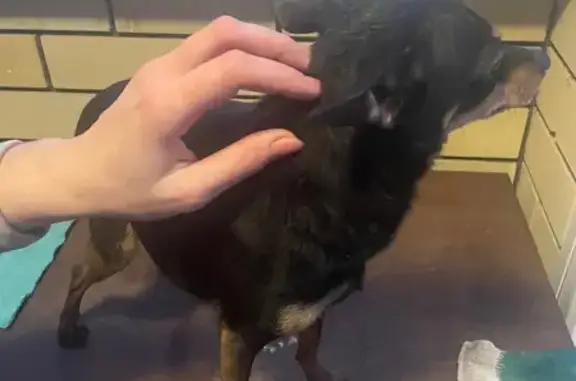 Найдена собака, Ново-Весовая 37, Липецк