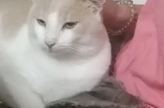 Потерянные животные Малое Исаково, фото: Пропал кот, Малое Исаково, Молодёжная 8