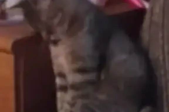 Кошки потеряшки, Обухово, фото: Потеряшка кошка, ул. Яковлева 15, Обухово