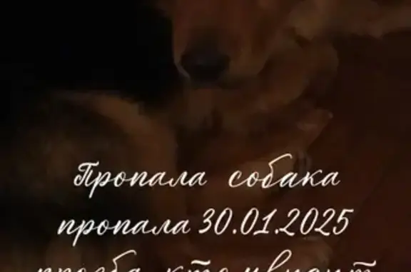 Собаки потеряшки, Липецк, фото: Потеряшка собака Дэни, Товарный проезд, 11