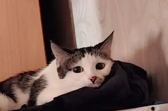 Кошки потеряшки, Чита, фото: Потеряшка кошка, Чита