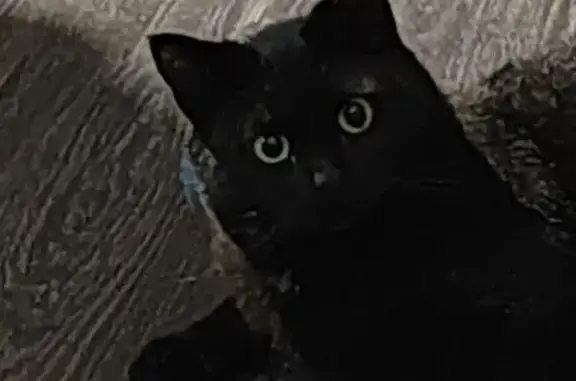 Потерянные животные Ярославль, фото: Пропал кот на ул. Ньютона, 26, Ярославль