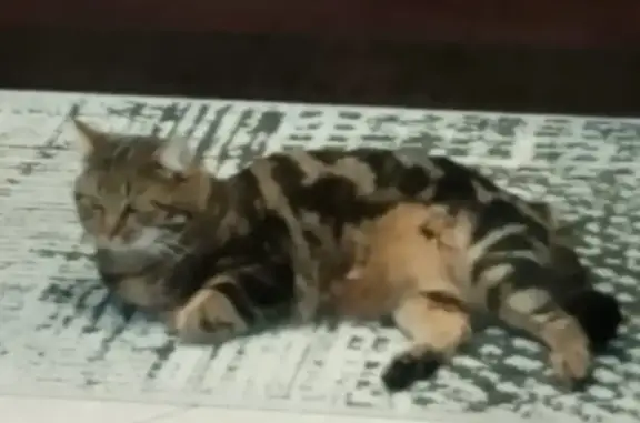 Кошки потеряшки, Можга, фото: Потеряшка кошка, Зелёная ул., 93, Можга