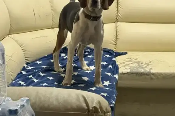 Найденные животные Государственного Племенного Завода 