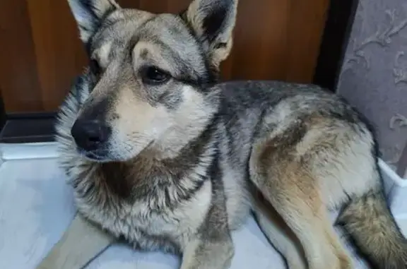 Найдена собака, Томск, фото: Найдена собака, ул. Усова 25/1, Томск