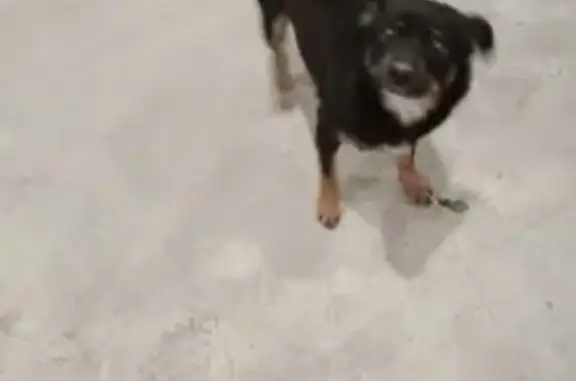 Найдена собака, Калуга, Калужская обл.