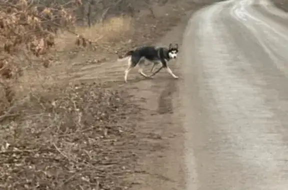 Собака у хутора Сахарный, Волгоградская обл.