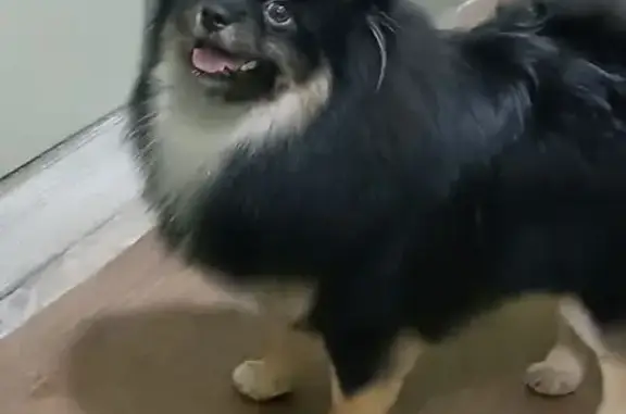 Объявления о пропавших и найденных животных, Новольвовск, фото: Пропал шпиц Марсик, Театральная 7, Новольвовск