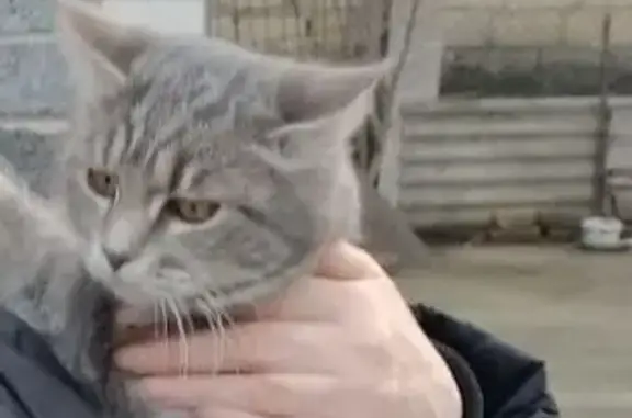 Кошки потеряшки, Изобильный, фото: Потеряшка кошка, ул. Ленина, Изобильный