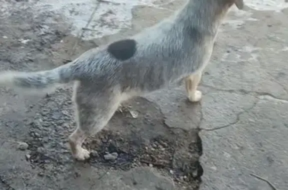 Найдена собака