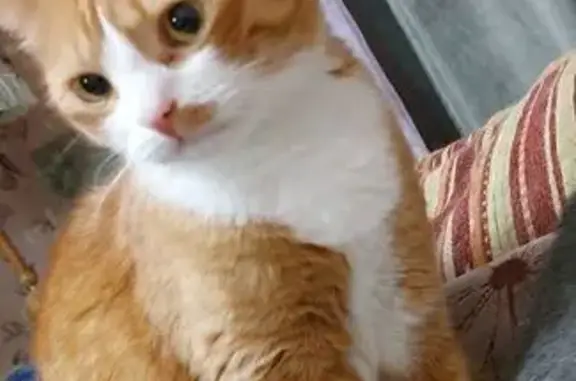 Потерянные животные Курск, фото: Пропал кот Марсик, ул. 50 лет Октября, 96