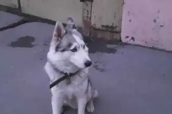 Найденные животные Ростов-на-Дону, фото: Хаски с ошейником, ул. Мясникова, 20