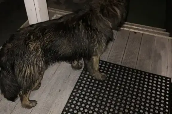 Найдена собака, Малая Царевщина, фото: Собака найдена на Шоссейной, Малая Царевщина