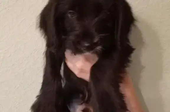 Найдена собака, Москва, фото: Найден щенок, ул. Барышиха, 19 с1