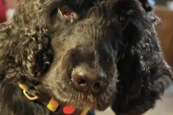 Собаки потеряшки, Шаликово, фото: Потеряшка собака, Шаликово, 1-я Железнодорожная